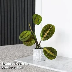 Maranta Leuconeura 'Fascinator' -plant MARA FASCINATO T438211