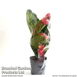 Medinilla Magnifica 'Flamenco' -plant MEDI FLAME17CM T49630