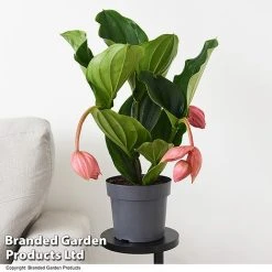 Medinilla Magnifica 'Flamenco'