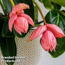 Medinilla Magnifica 'Flamenco' -plant MEDI FLAMENCO W48807