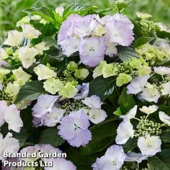 Hydrangea 'Angel Wings Blue' -plant MH8427a