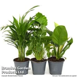 Calm Space Green Houseplant Mix In Decorative Wicker Basket 8 Calm Space Green Houseplant Mix In Decorative Wicker Basket -plant MIXD CALMS14CM T49694