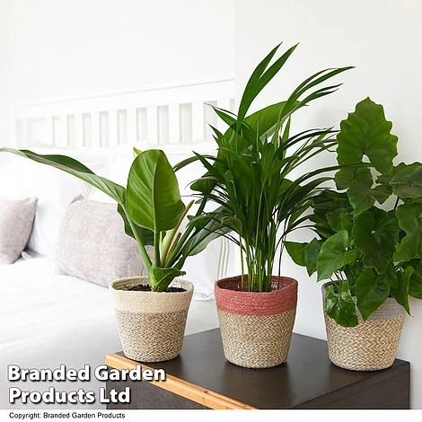 Calm Space Green Houseplant Mix In Decorative Wicker Basket 2 Calm Space Green Houseplant Mix In Decorative Wicker Basket - Image 2