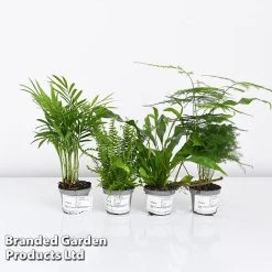 Green Houseplant Starter Mix -plant MIXD GREENSTAR KF0875 A