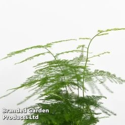 Green Houseplant Starter Mix -plant MIXD GREENSTAR KF0875 D