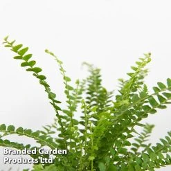 Green Houseplant Starter Mix -plant MIXD GREENSTAR KF0875 E