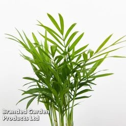 Green Houseplant Starter Mix -plant MIXD GREENSTAR KF0875 F