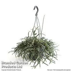 House Plants Hanging Mixed -plant MIXD HOUSE17CM T48974