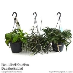 House Plants Hanging Mixed -plant MIXD HOUSE17CM T48975