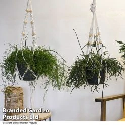 House Plants Hanging Mixed -plant MIXD HOUSEPLAN T49027