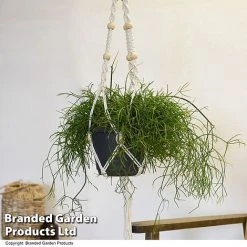 House Plants Hanging Mixed -plant MIXD HOUSEPLAN T49031