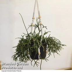 House Plants Hanging Mixed -plant MIXD HOUSEPLAN T49033