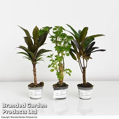 Houseplant Tropical Mix 3 Houseplant Tropical Mix - Image 3