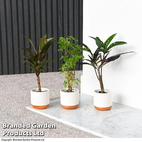 Houseplant Tropical Mix 2 Houseplant Tropical Mix - Image 2