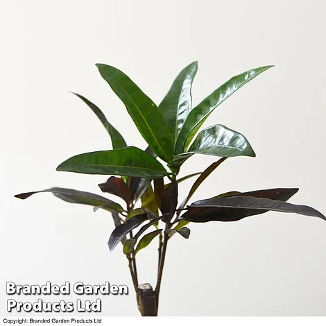 Houseplant Tropical Mix 8 Houseplant Tropical Mix - Image 8