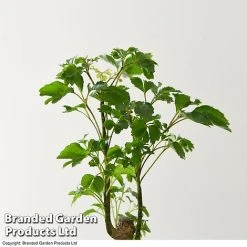 Houseplant Tropical Mix 18 Houseplant Tropical Mix -plant MIXD TROPICALH T42648 A