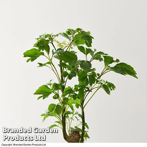 Houseplant Tropical Mix 9 Houseplant Tropical Mix - Image 9