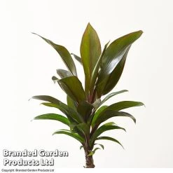 Houseplant Tropical Mix 19 Houseplant Tropical Mix -plant MIXD TROPICALH T42650 A