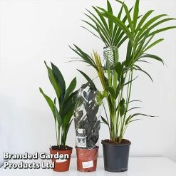 Almost Unkillable Houseplant Mixed Pot Collection 13 Almost Unkillable Houseplant Mixed Pot Collection -plant MIXD UNKILLMXDP T43995