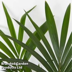 Almost Unkillable Houseplant Mixed Pot Collection 10 Almost Unkillable Houseplant Mixed Pot Collection -plant MIXD UNKILLMXDP T439991