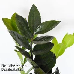 Almost Unkillable Houseplant Mixed Pot Collection 11 Almost Unkillable Houseplant Mixed Pot Collection -plant MIXD UNKILLMXDP T440001