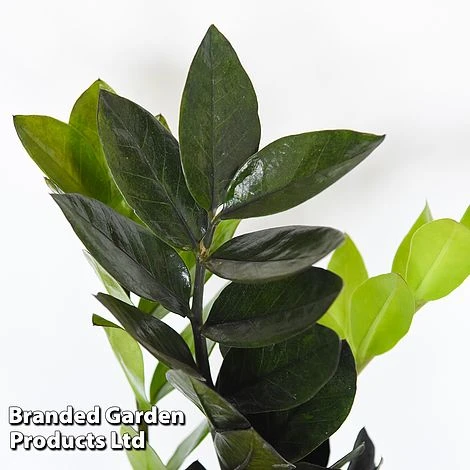 Almost Unkillable Houseplant Mixed Pot Collection 5 Almost Unkillable Houseplant Mixed Pot Collection - Image 5