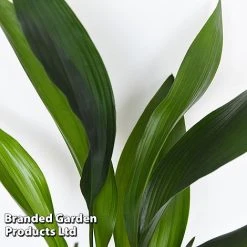 Almost Unkillable Houseplant Mixed Pot Collection 12 Almost Unkillable Houseplant Mixed Pot Collection -plant MIXD UNKILLMXDP T44002