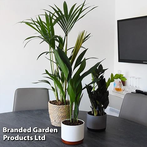 Almost Unkillable Houseplant Mixed Pot Collection 2 Almost Unkillable Houseplant Mixed Pot Collection - Image 2