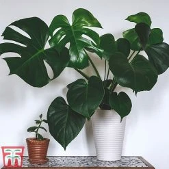 Monstera Deliciosa -plant MONS TKA2925 A
