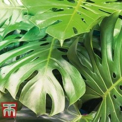 Monstera Deliciosa -plant MONS TKA2925 C