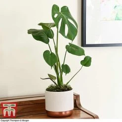House Plant Urban Jungle Collection -plant MONS TKA2925 D2