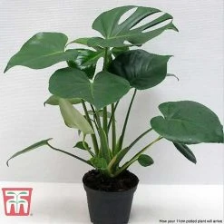 Monstera Deliciosa -plant MONS TKA2925 F