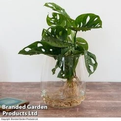 Monstera Adansonii In Kingston Vase