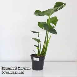 Monstera Deliciosa -plant MONS DELIC17CM T43809