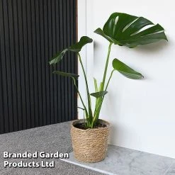 Monstera Deliciosa -plant MONS DELICIOSA T43810