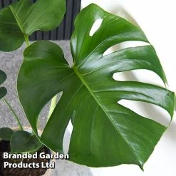Monstera Deliciosa -plant MONS DELICIOSA T43812
