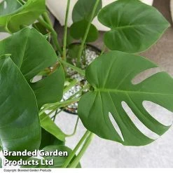 Monstera Deliciosa In Hydro Pot 8 Monstera Deliciosa In Hydro Pot -plant MONS DELICIOSA T50613