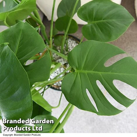 Monstera Deliciosa In Hydro Pot 3 Monstera Deliciosa In Hydro Pot - Image 3