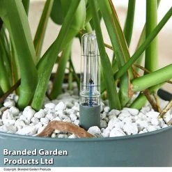 Monstera Deliciosa In Hydro Pot 9 Monstera Deliciosa In Hydro Pot -plant MONS DELICIOSA T50615