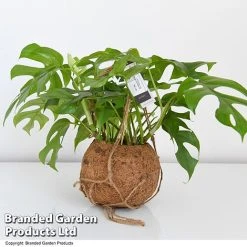 Monstera Minima In Kokodama Hanging Pot -plant MONS KOKOD17CM T43827