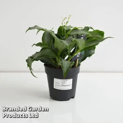 Murdannia Loriformis 'Bright Star' 9 Murdannia Loriformis 'Bright Star' -plant MURD BRIGH12CM T44583