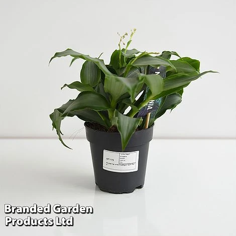 Murdannia Loriformis 'Bright Star' 5 Murdannia Loriformis 'Bright Star' - Image 5