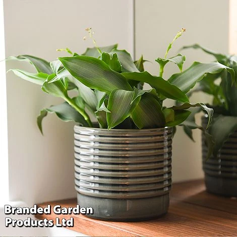 Murdannia Loriformis 'Bright Star' 1 Murdannia Loriformis 'Bright Star'