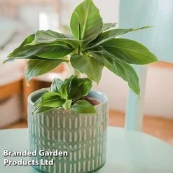 Musa Acuminata 'Dwarf Cavendish'