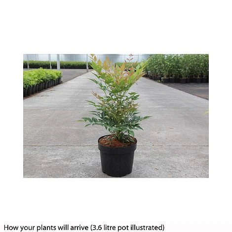 Nandina Domestica 'Gulfstream' 2 Nandina Domestica 'Gulfstream' - Image 2