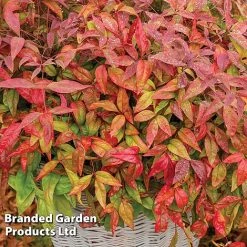 Evergreen Patio Shrub Collection -plant NAND BLUSHPINK S08545