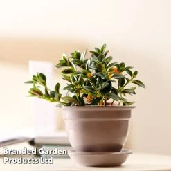 Nematanthus Gregarius -plant NEMA GREGARIUS W48800