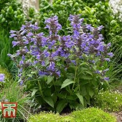 Nepeta 'Neptune' -plant NEPE KA9170 C