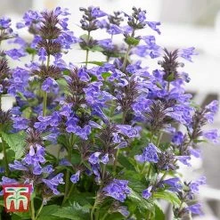 Nepeta 'Neptune' -plant NEPE KA9170 D