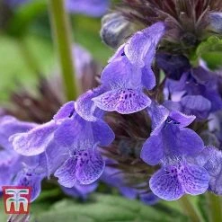Nepeta 'Neptune' -plant NEPE KA9170 E